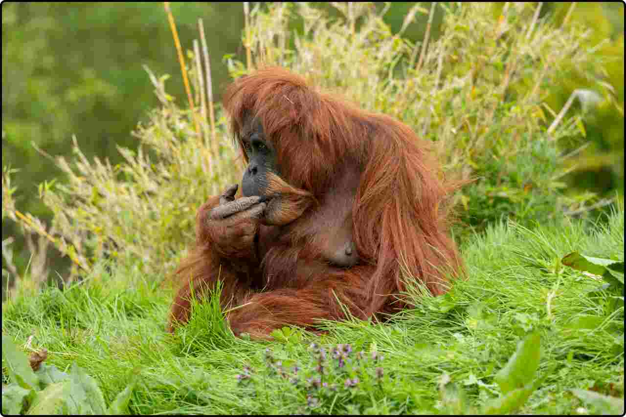 Young Bornean orangutan swinging through the treetops, showcasing its agility